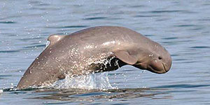 Australian Snubfin Dolphin 